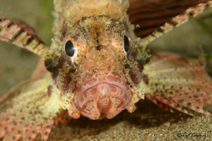 Face to face by Raoul Caprez 